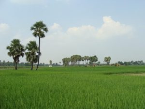 farmer in bihar dhan ki kheti