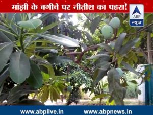 mango in CM hose bihar