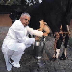 laloo with cow in bihar khatal