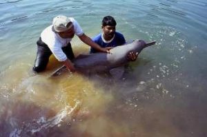 Dolphins-bhagalpur-ganga1