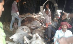 cantenar ox cow smagaling in bihar 1