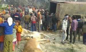 cantenar ox cow smagaling in bihar