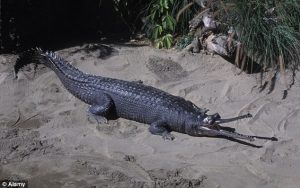 crocodail bihar west bengal gandak to mahanadi