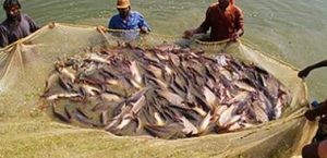 Rohu-Fish-harvesting bihar