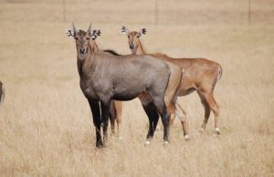 nilgai-killed in bihar